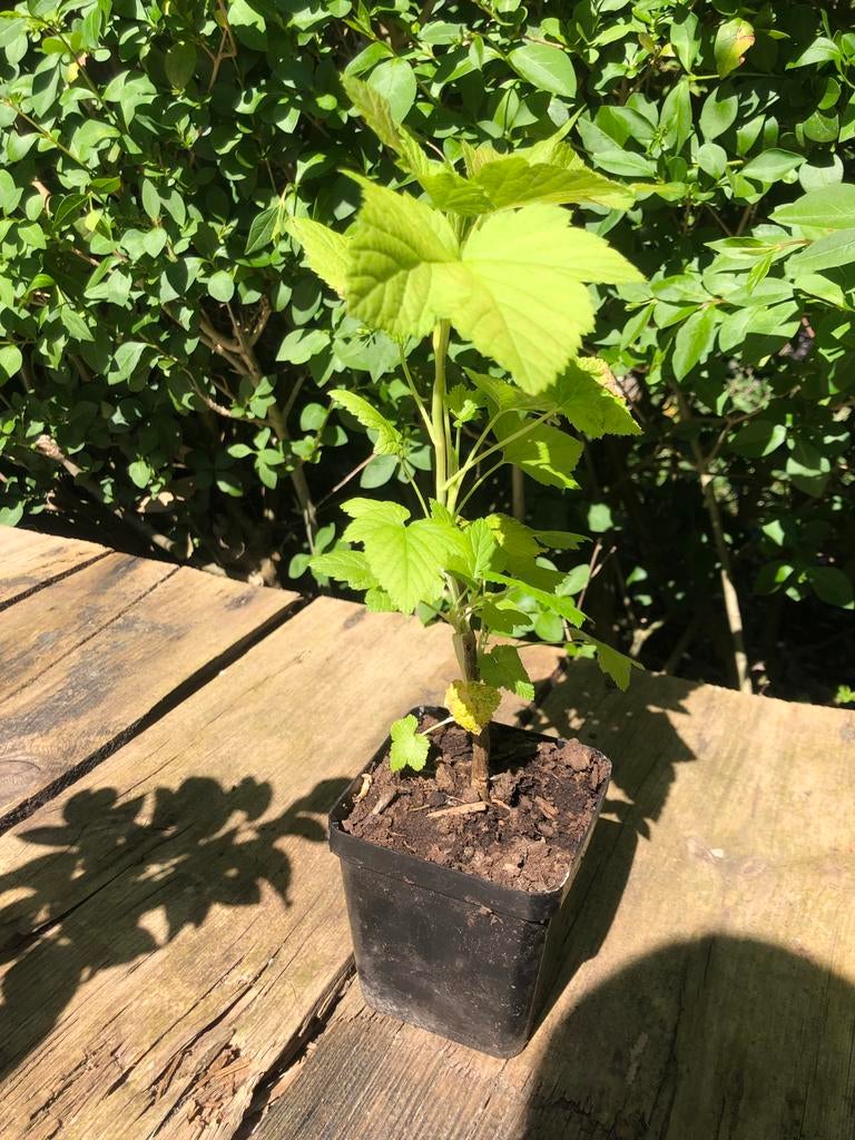 Witte ‘zwarte bes’ - Ribes nigrum Ojeblanc - 1e jaars stek, Tuin en Terras, Planten | Fruitbomen, Ophalen, Minder dan 100 cm, Overige soorten