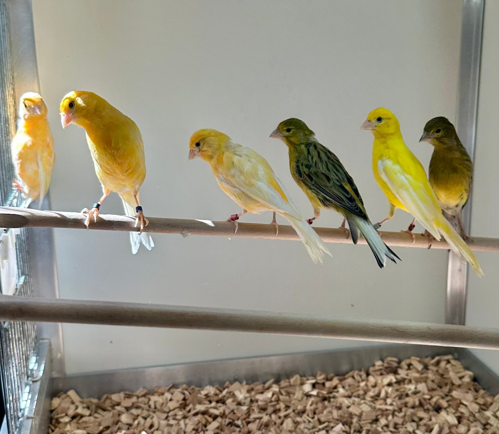 Raza espagnola kanaries, Dieren en Toebehoren, Meerdere dieren, Kleurkanarie