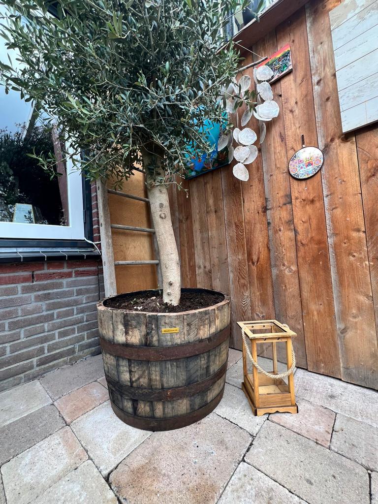 Houten Plantenbak Whisky Vat Half - Optioneel met Wieltjes, Ophalen, Gebruikt, Balkon, Rond
