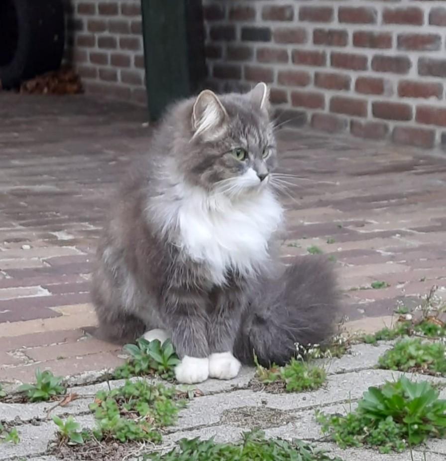 Ja, ze zijn geboren, Dieren en Toebehoren, Meerdere dieren