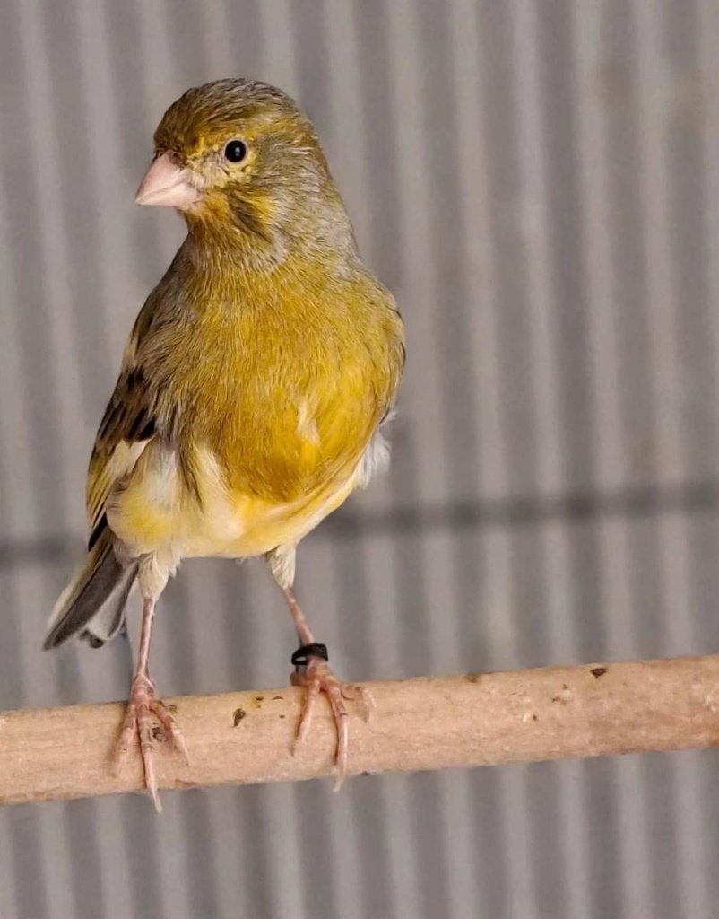 Kanarie, Dieren en Toebehoren, Mannelijk, Zangkanarie