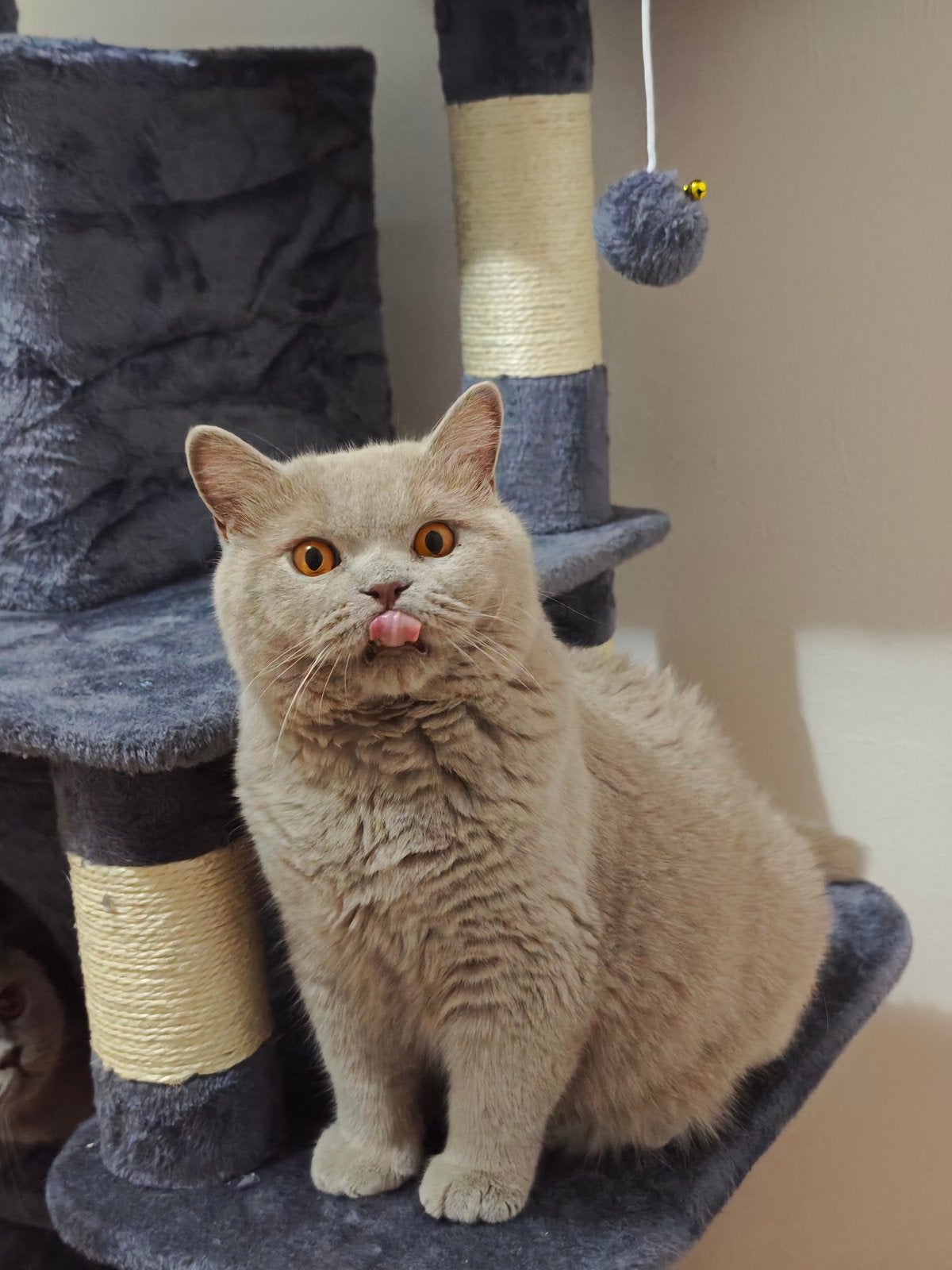 Brits Britse korthaar kater, Dieren en Toebehoren, Katten en Kittens | Raskatten | Korthaar, Kater, Gechipt