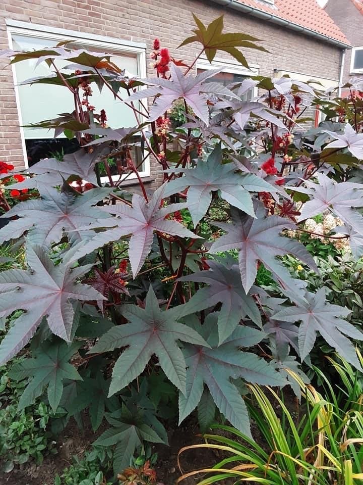 Verse zaden van Ricinus Communis (Wonderboom), Tuin en Terras, Overige soorten, Volle zon, Eenjarig, Ophalen of Verzenden