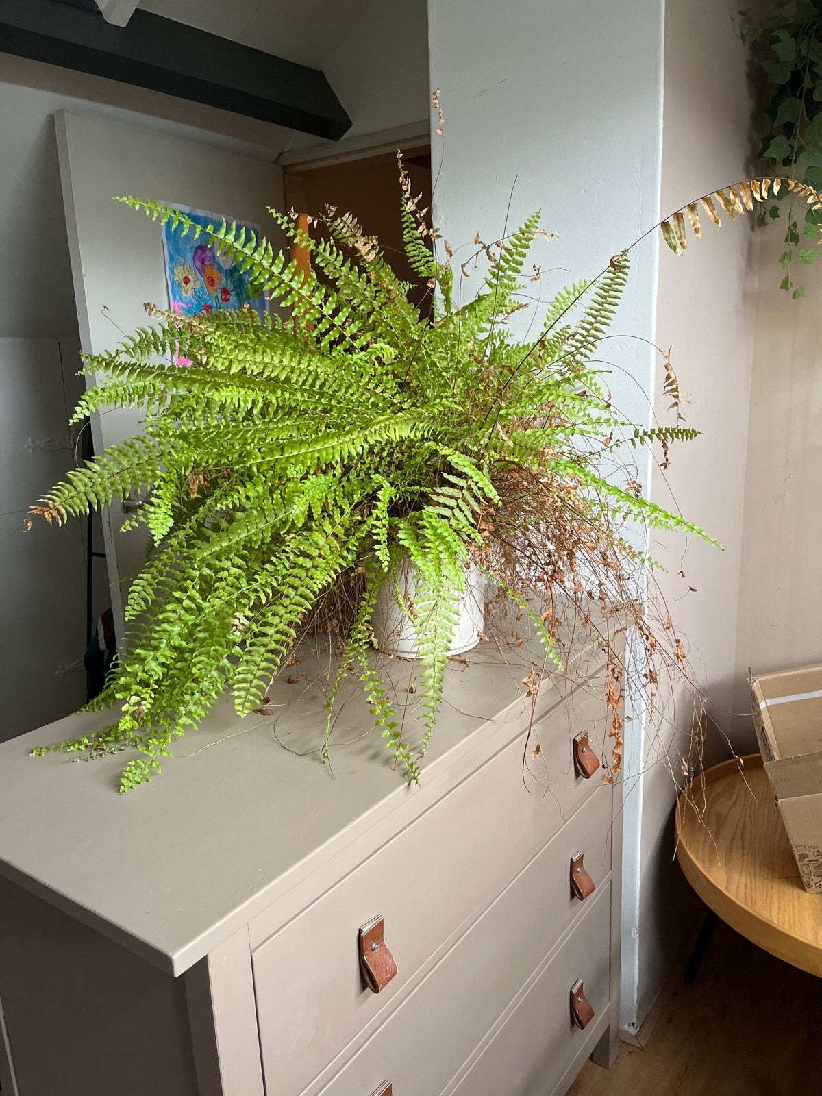 Grote Varen in Pot - Groene Kamerplant, Overige soorten, In pot, Minder dan 100 cm, Groene kamerplant