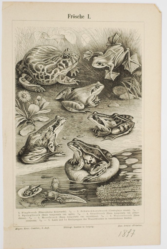 Kikkers - Originele antieke illustratie uit 1817, Verzamelen, Verzenden, Zo goed als nieuw, Voor 1940, Dier