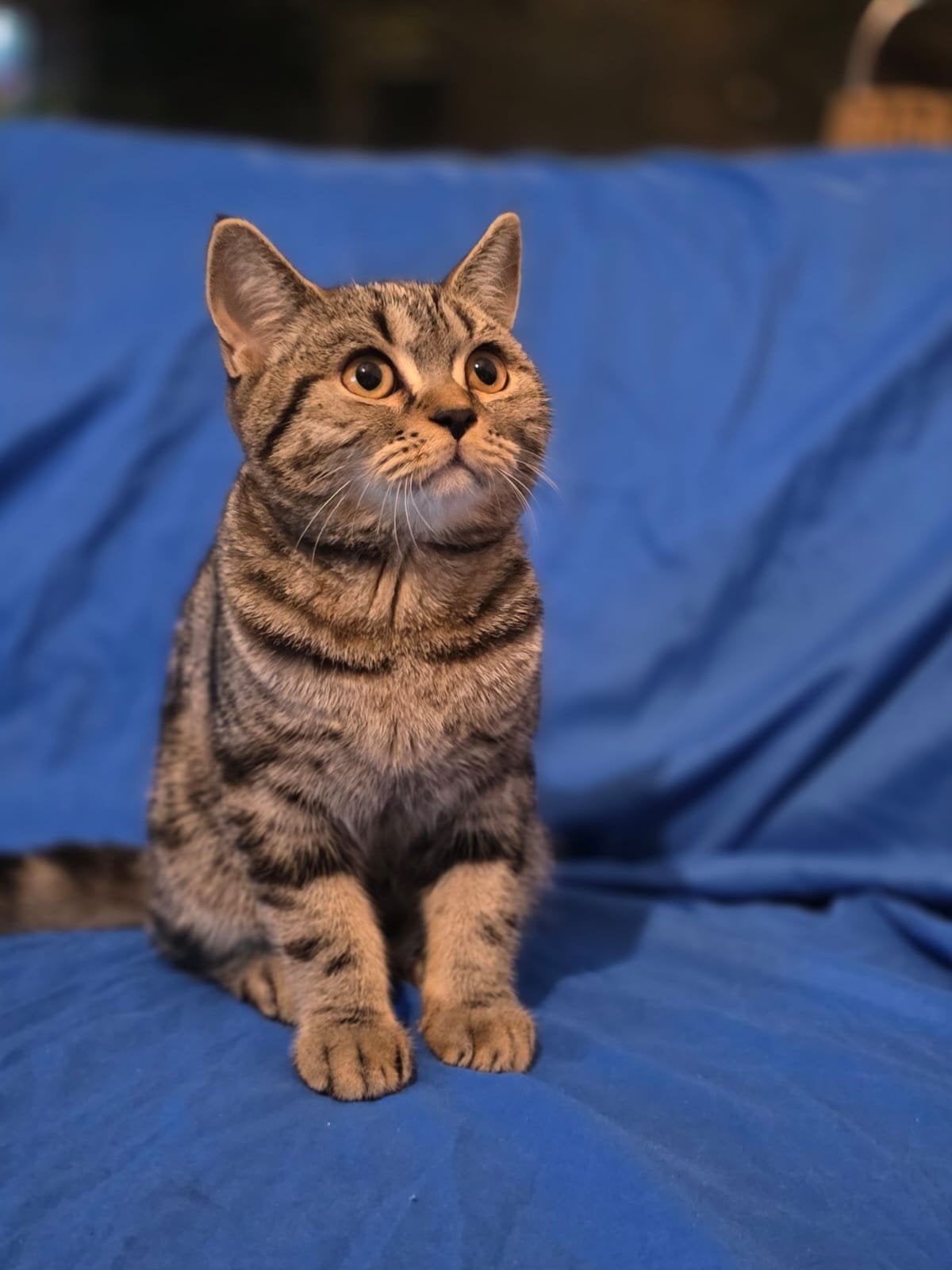 Simba zoekt een baasje, Kater, Kortharig, 0 tot 2 jaar