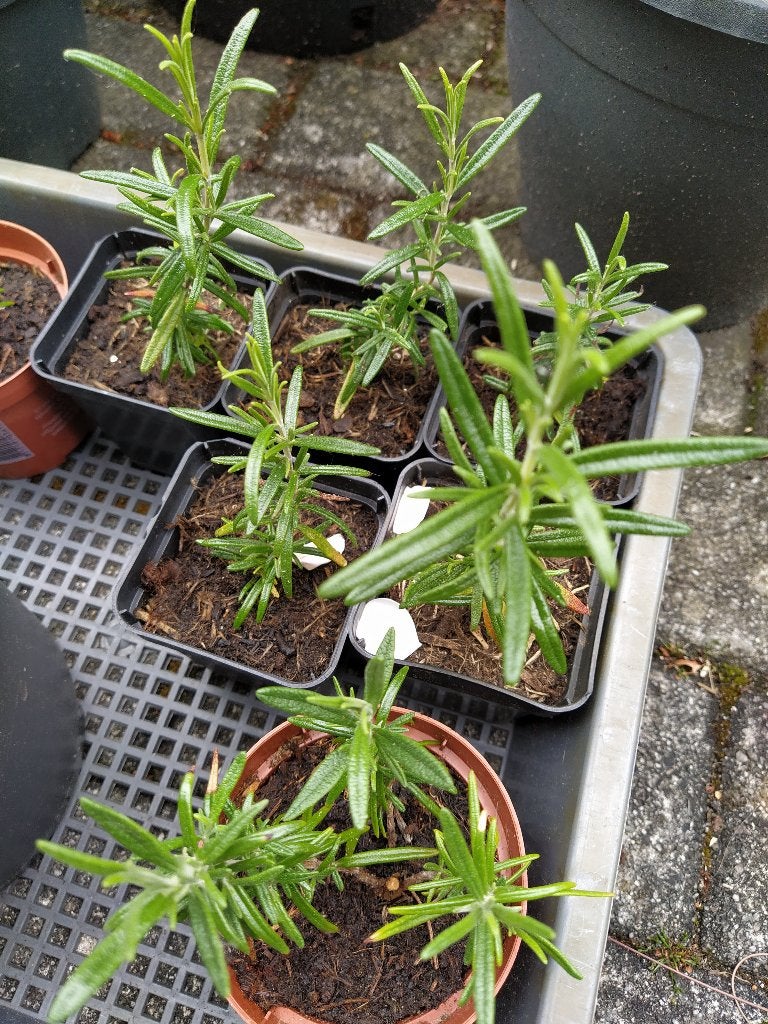 Te koop: rozemarijn stekken, Tuin en Terras, Planten | Tuinplanten, Ophalen, Vaste plant, Kruiden, Volle zon