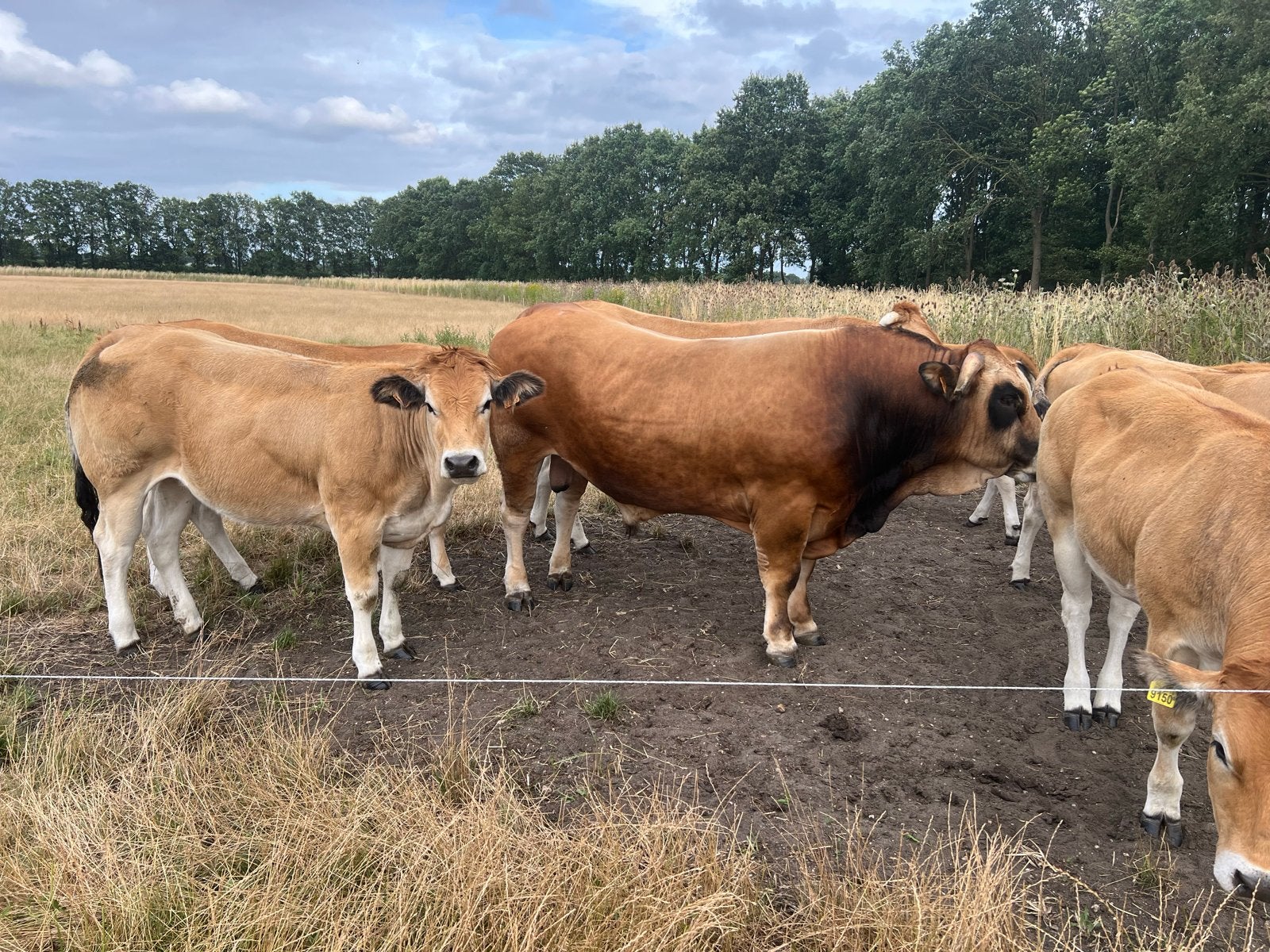 Parthenaise Stier, Dieren en Toebehoren, Runderen, Mannelijk