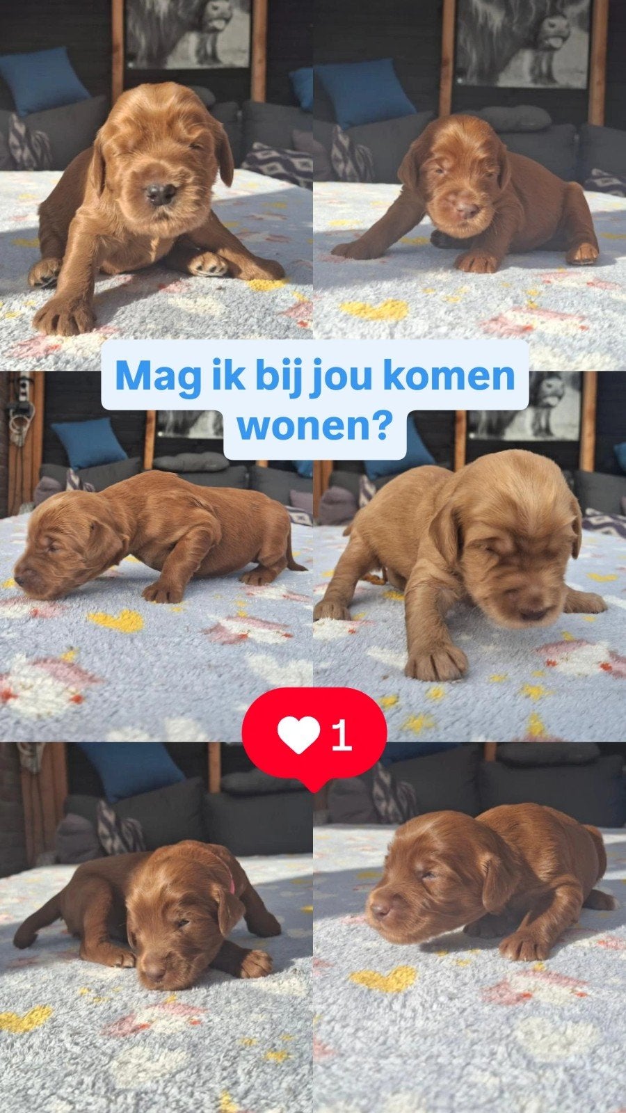 AUSTRALIAN COBBERDOG Pups 8 augustus naar huis, Dieren en Toebehoren, Parvo, Overige rassen, 8 tot 15 weken, Meerdere