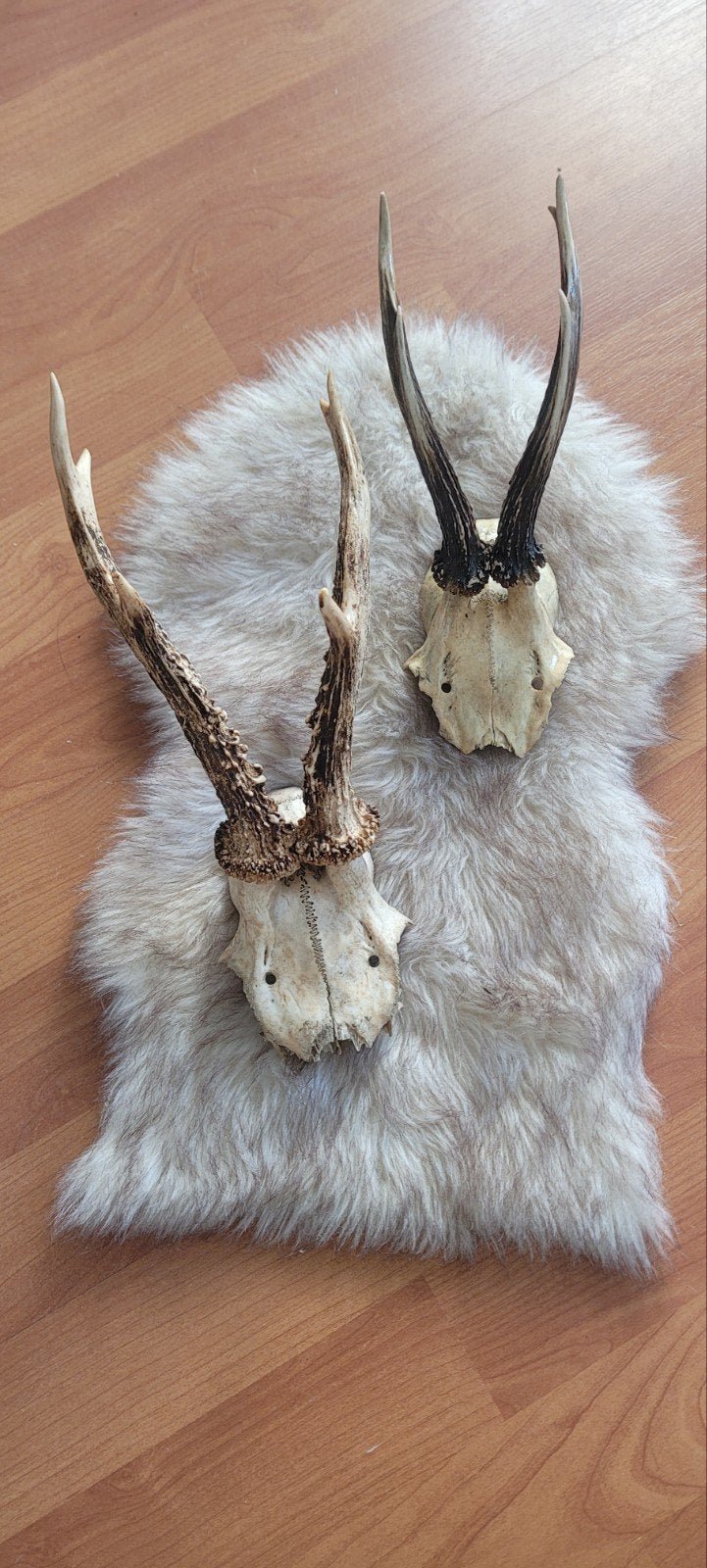 Reeën schedel met gewei - Decoratief item, Ophalen of Verzenden, Gebruikt, Hert, Gewei of Kop
