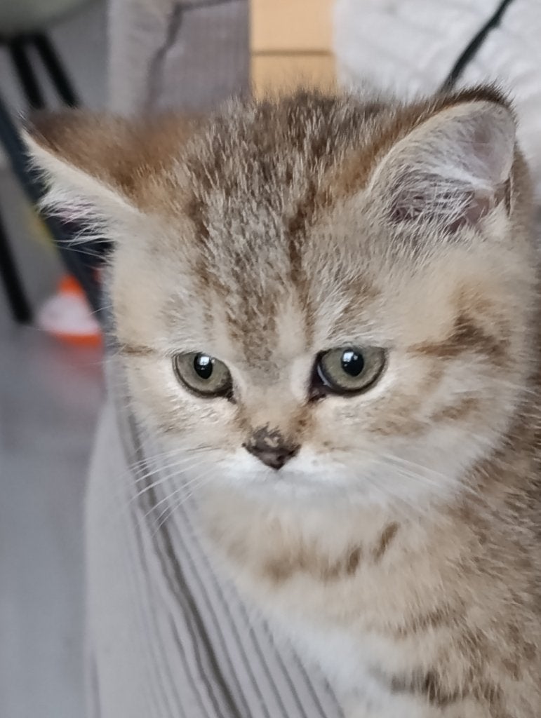britse korthaar kittens met stamboom Fife vier poesjes, Meerdere dieren, Met stamboom