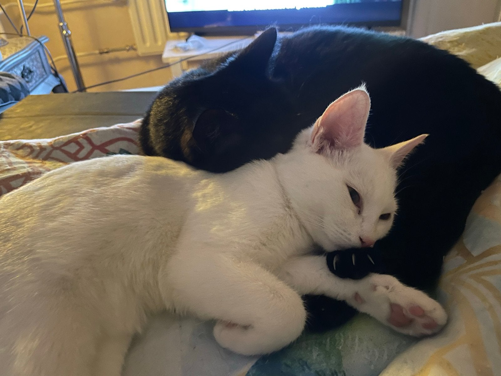 Witte  poes te koop 4 jaar, Poes