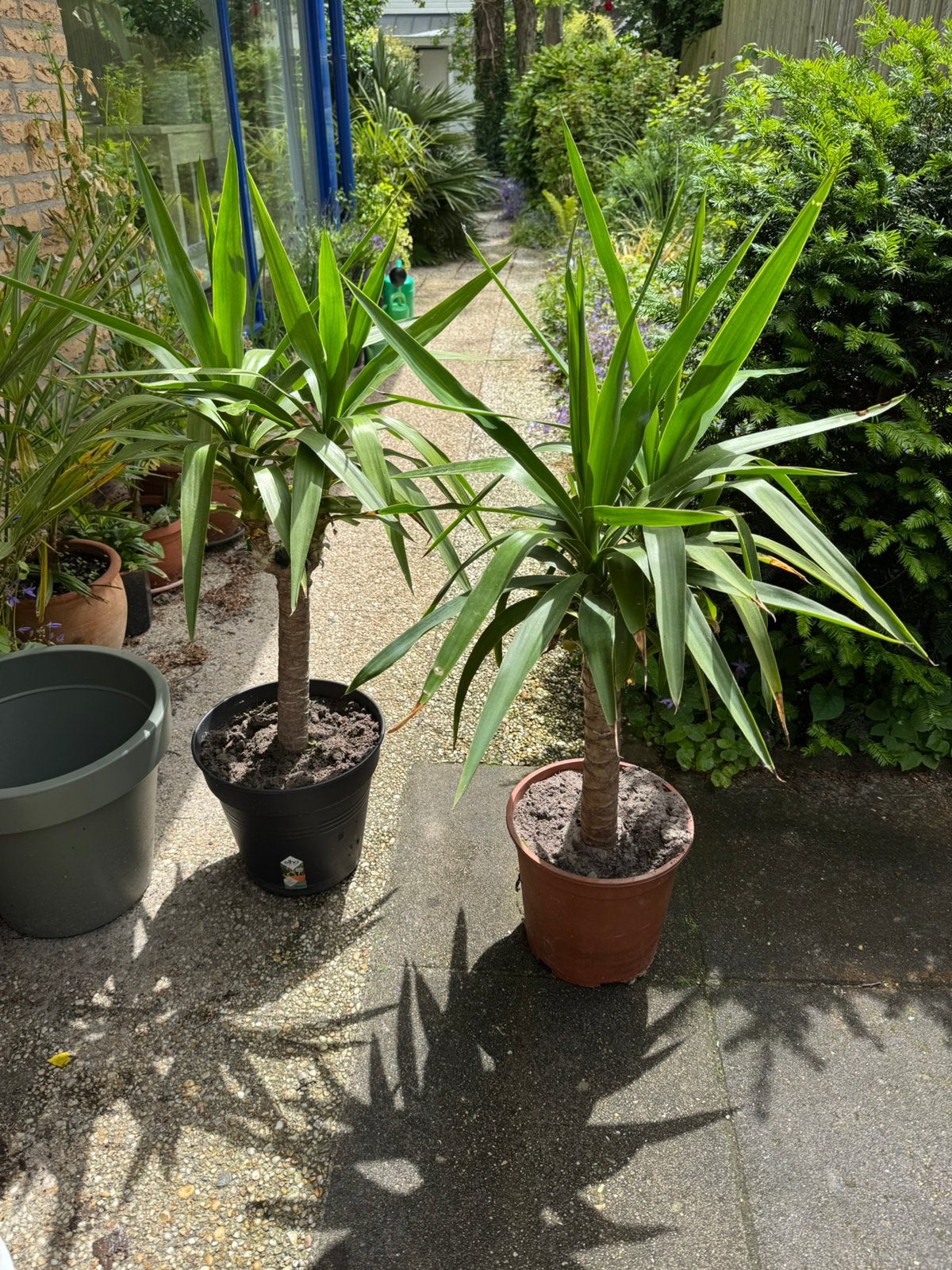 Tweemaal Yucca, Ophalen, 100 tot 150 cm, In pot, Yucca