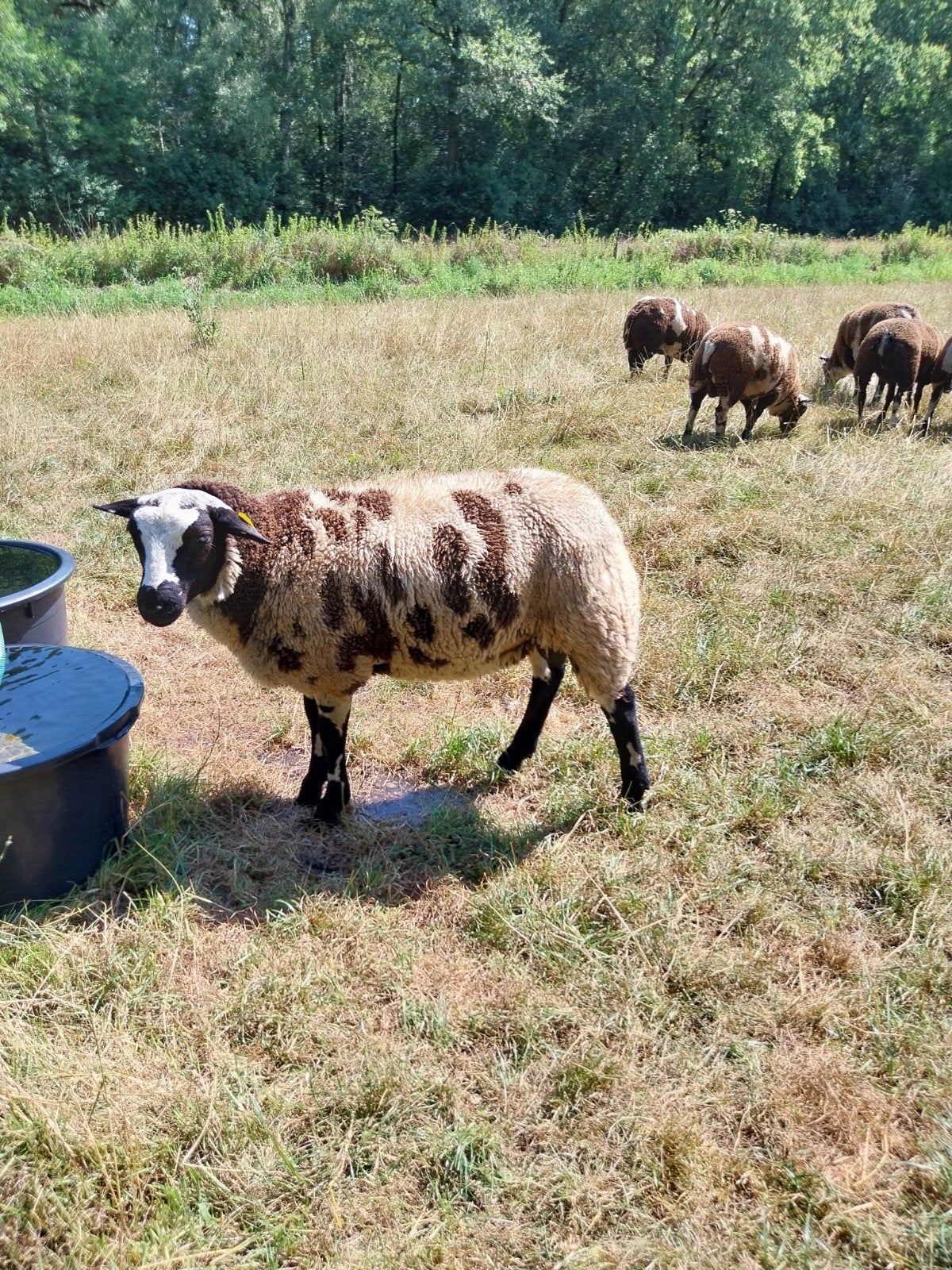 Bonte stamboek dekrammen, Mannelijk, Schaap