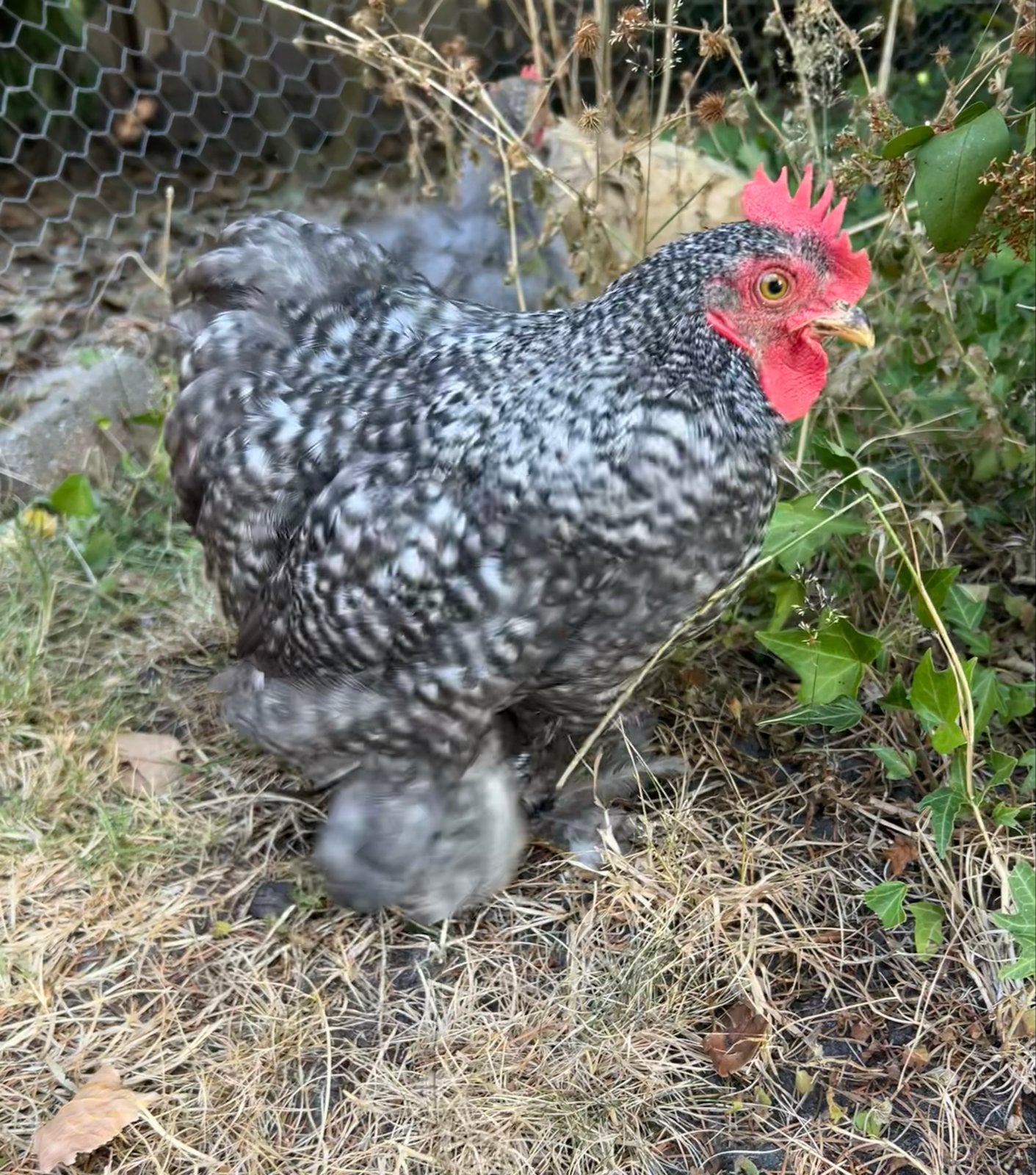 Lieve, mooie en tamme Cochin kriel haan, Dieren en Toebehoren, Mannelijk, Kip