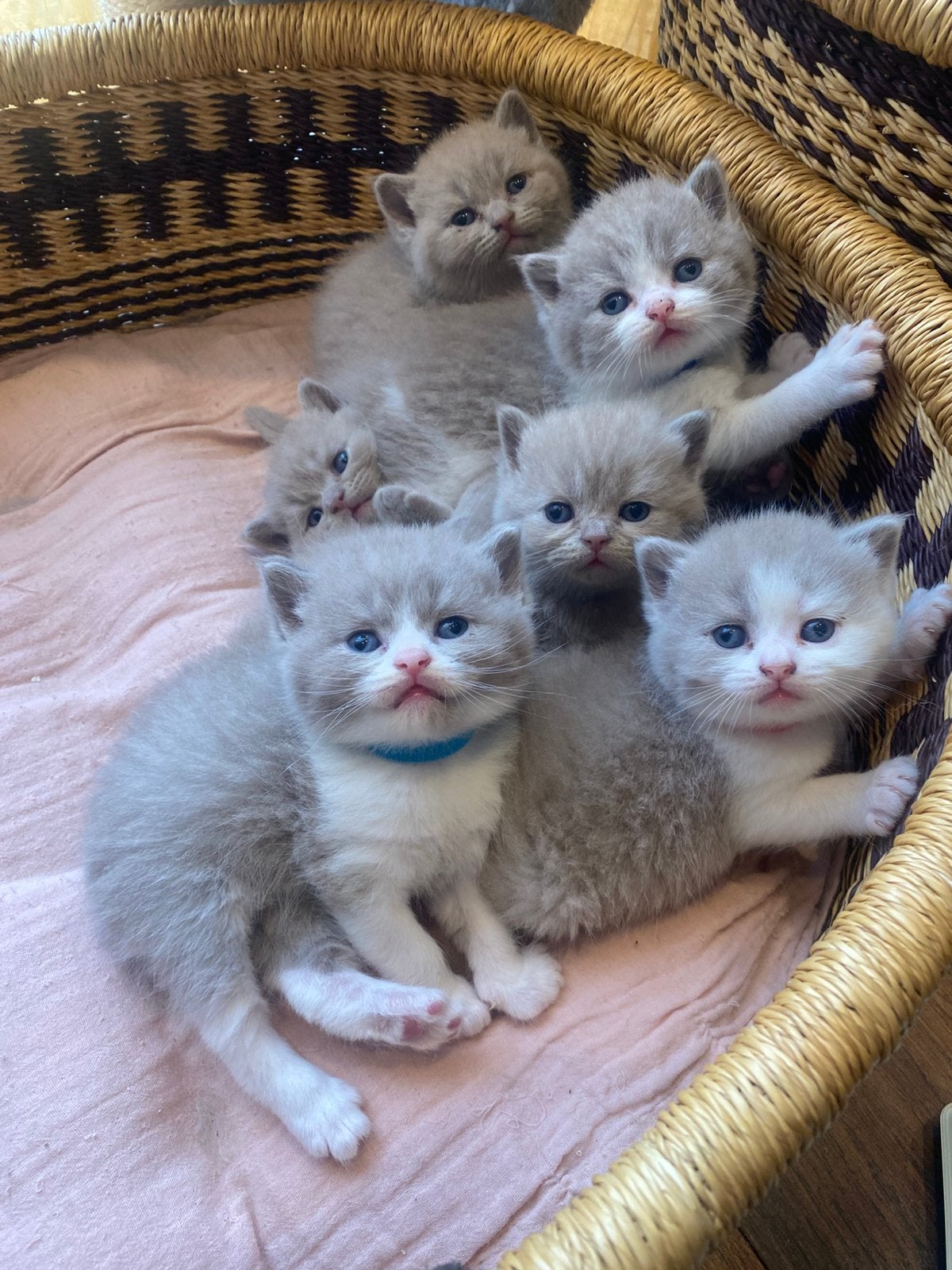 Briste korthaar kittens met stamboom te koop, Meerdere dieren, Gechipt