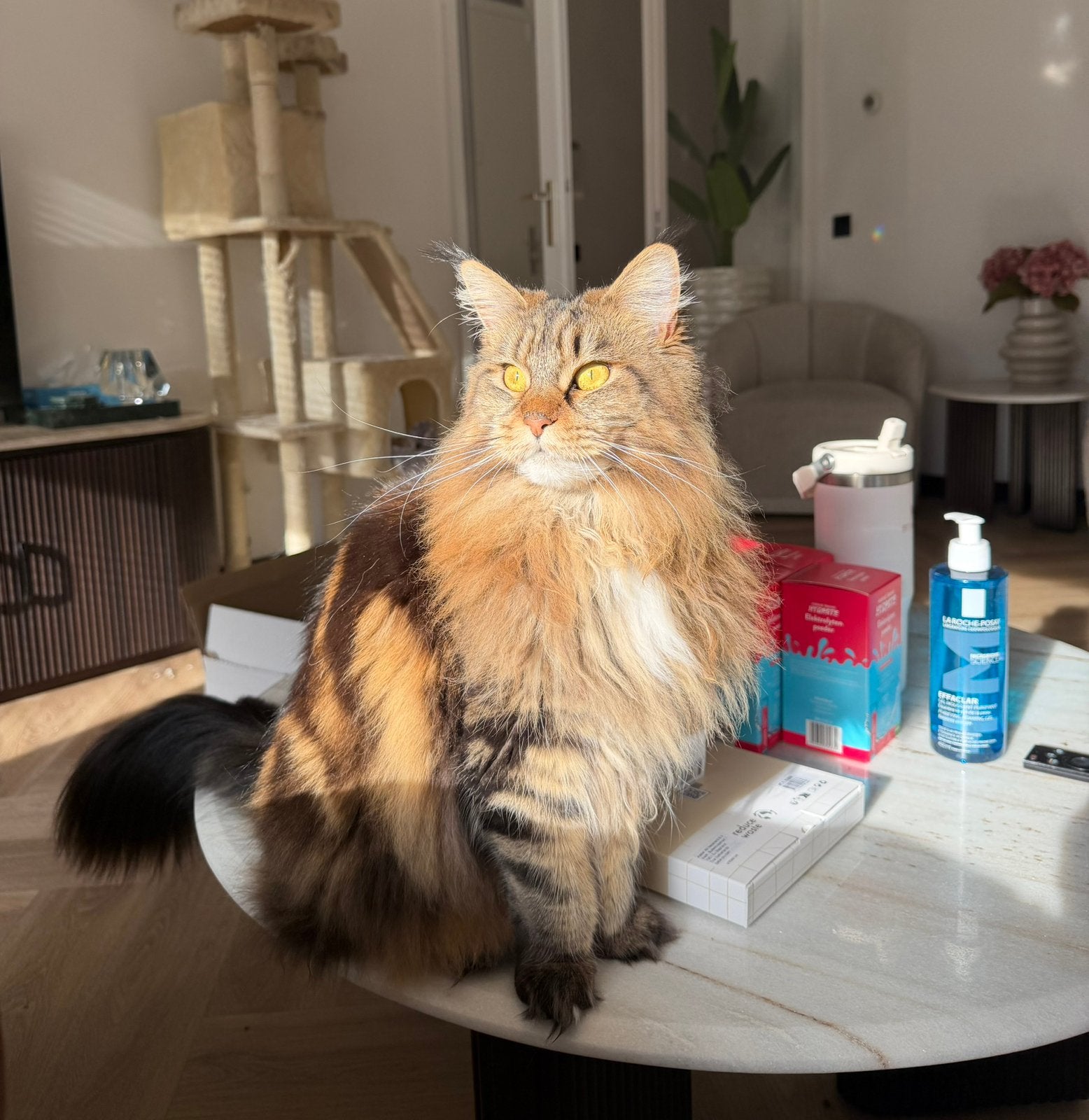 Nala (VOLBLOED MAINE COON MET STAMBOOM), Dieren en Toebehoren, Katten en Kittens | Raskatten | Langhaar, Poes, Gechipt