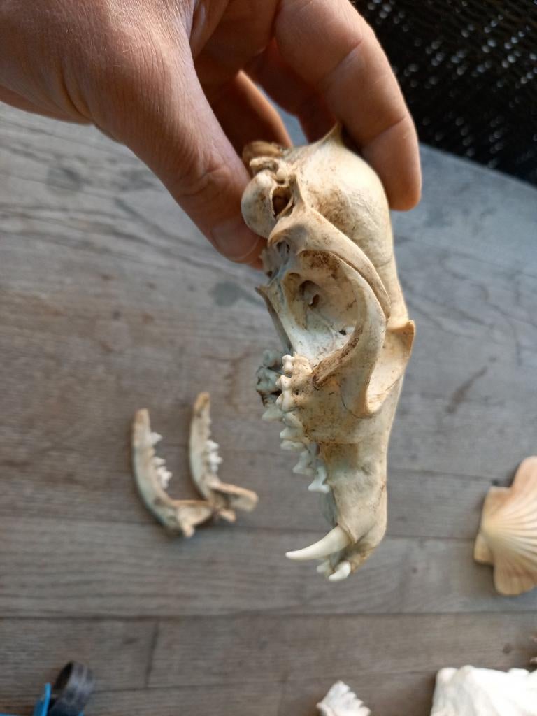 Schedel van een vos taxidermie, Ophalen of Verzenden, Wild dier, Opgezet dier