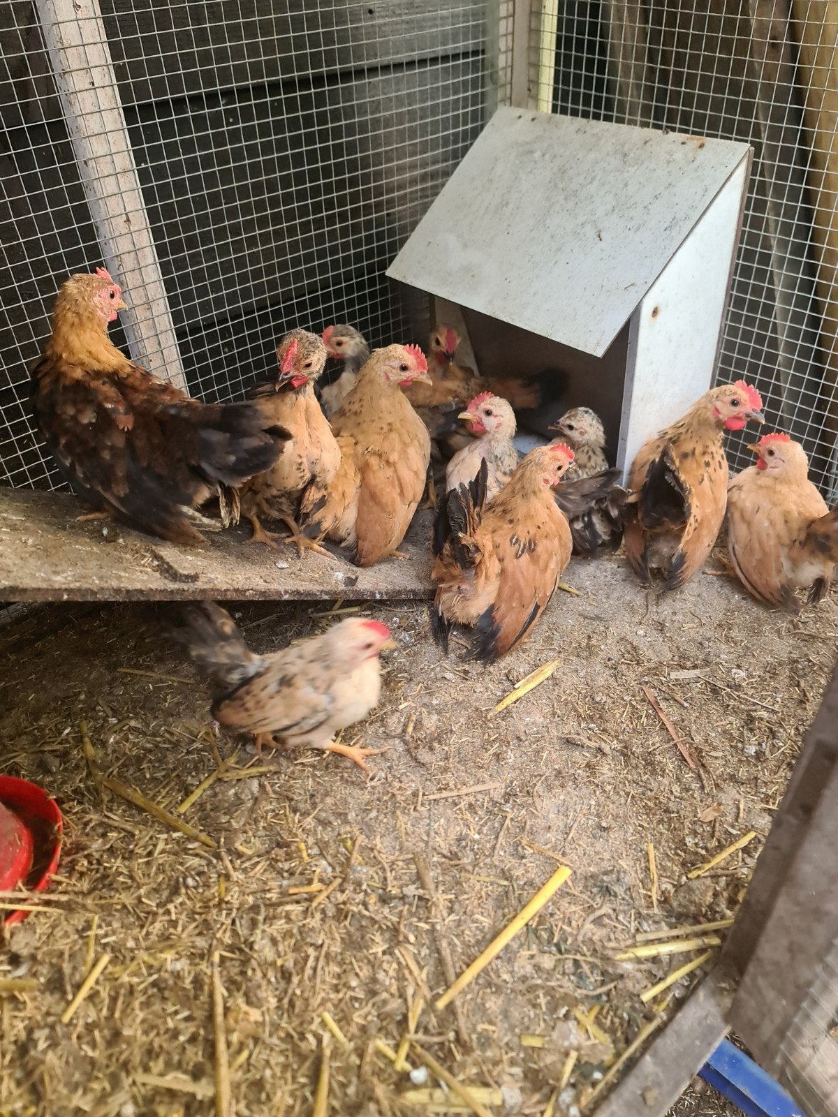 Serama krielen kuikens, Dieren en Toebehoren, Pluimvee, Meerdere dieren, Kip