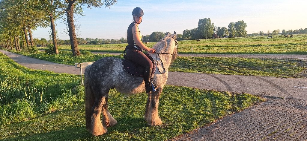 Paard, Dieren en Toebehoren, Paarden, Minder dan 160 cm, Ruin, Zadelmak, Ontwormd