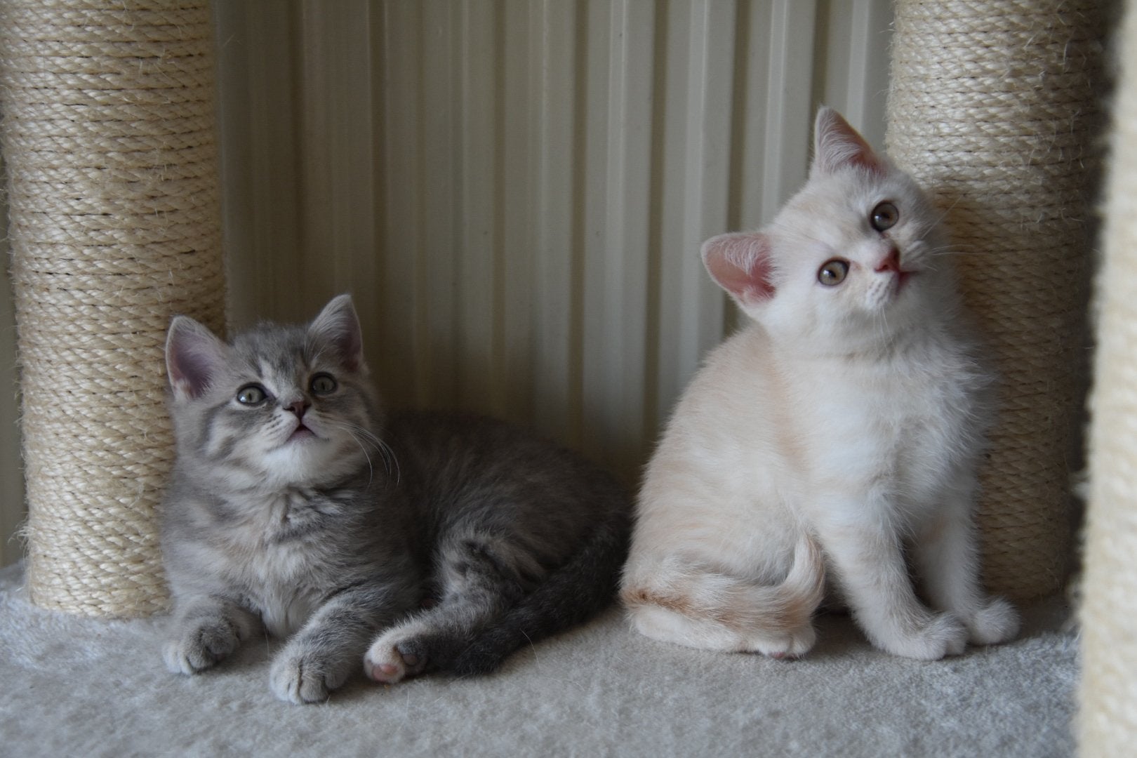 Britse korthaar kitten 12 weken oud!, Dieren en Toebehoren, Katten en Kittens | Raskatten | Korthaar, Meerdere dieren, Ontwormd
