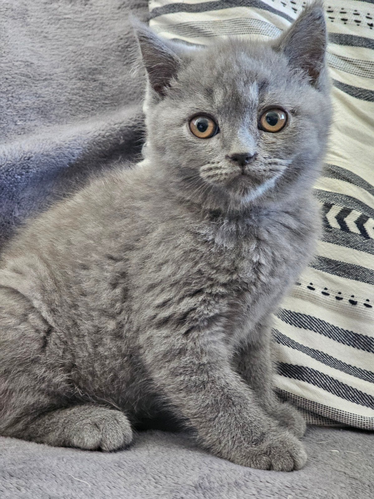 Britse korthaar katertje, Dieren en Toebehoren, Katten en Kittens | Raskatten | Korthaar, Meerdere dieren, Ontwormd, 0 tot 2 jaar