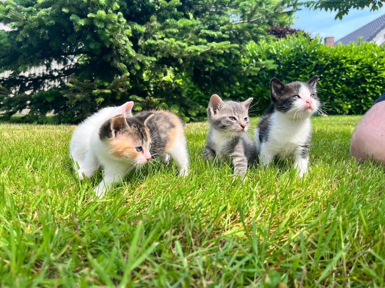 Mooie boerderijkittens zoeken een nieuw thuis, Meerdere dieren, Kortharig, 0 tot 2 jaar