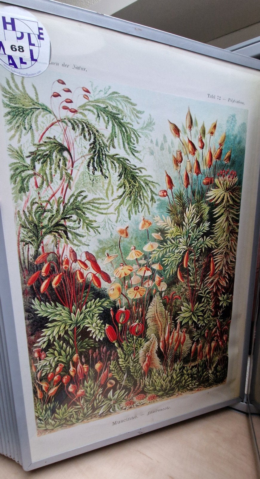 Antieke Botanische Print: Muscinae - Saamneete, Ophalen of Verzenden, Natuur en Biologie