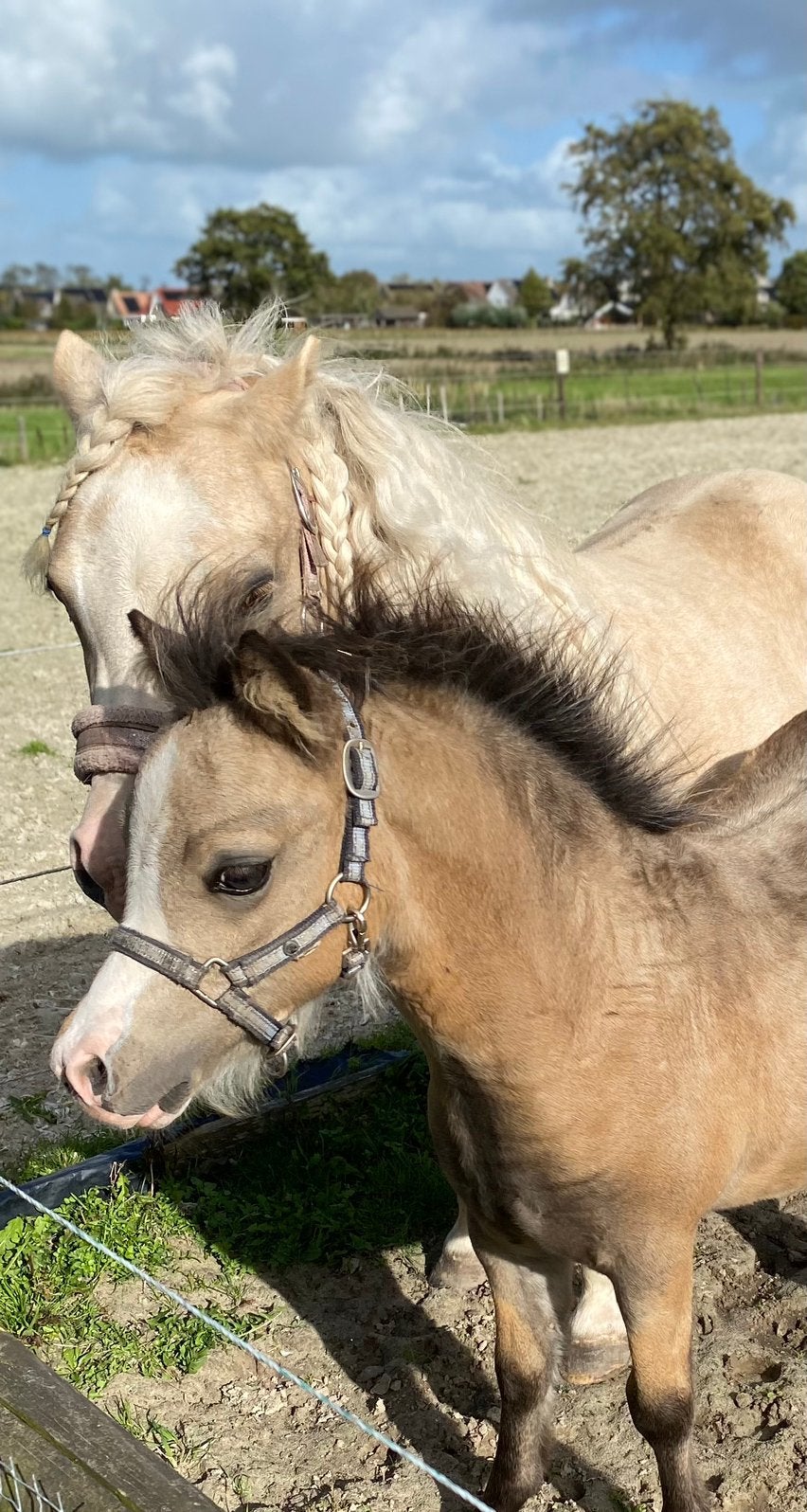 Welsh a hengstveulen, Dieren en Toebehoren, Minder dan 160 cm, Niet van toepassing, Hengst, Gechipt