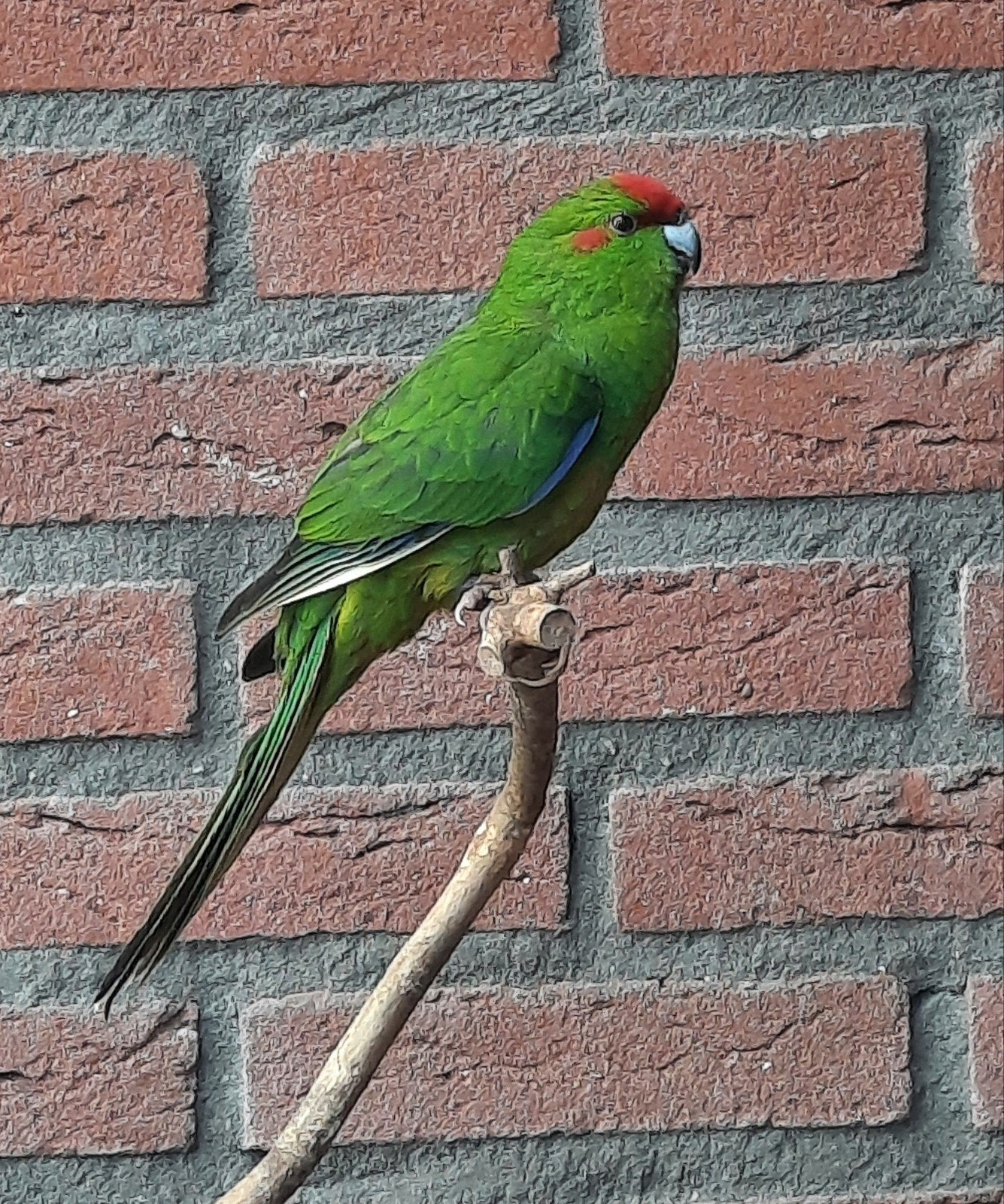 Kakariki pop 2026, Vrouwelijk, Parkiet, Geringd