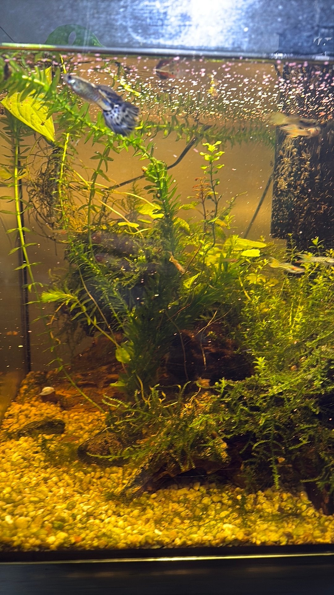 Gratis 4 of 5 kleine( jonge) guppy’s, Ophalen, Zo goed als nieuw