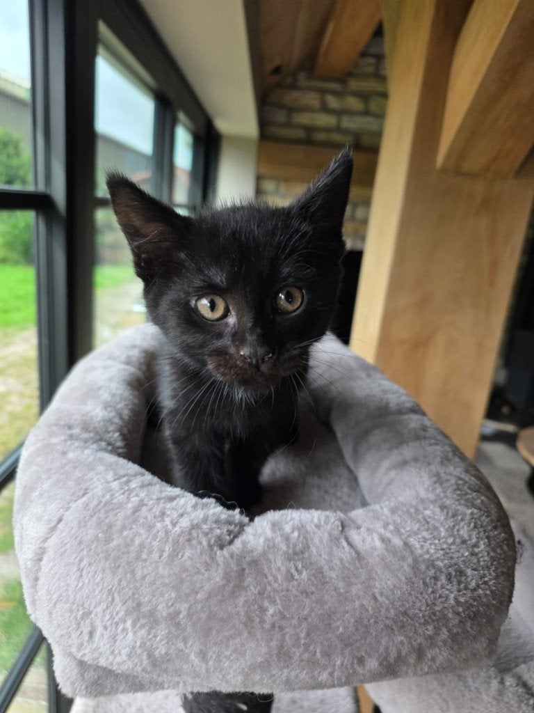 75 % maincoon kittens, Dieren en Toebehoren, Meerdere dieren, Ontwormd, 0 tot 2 jaar