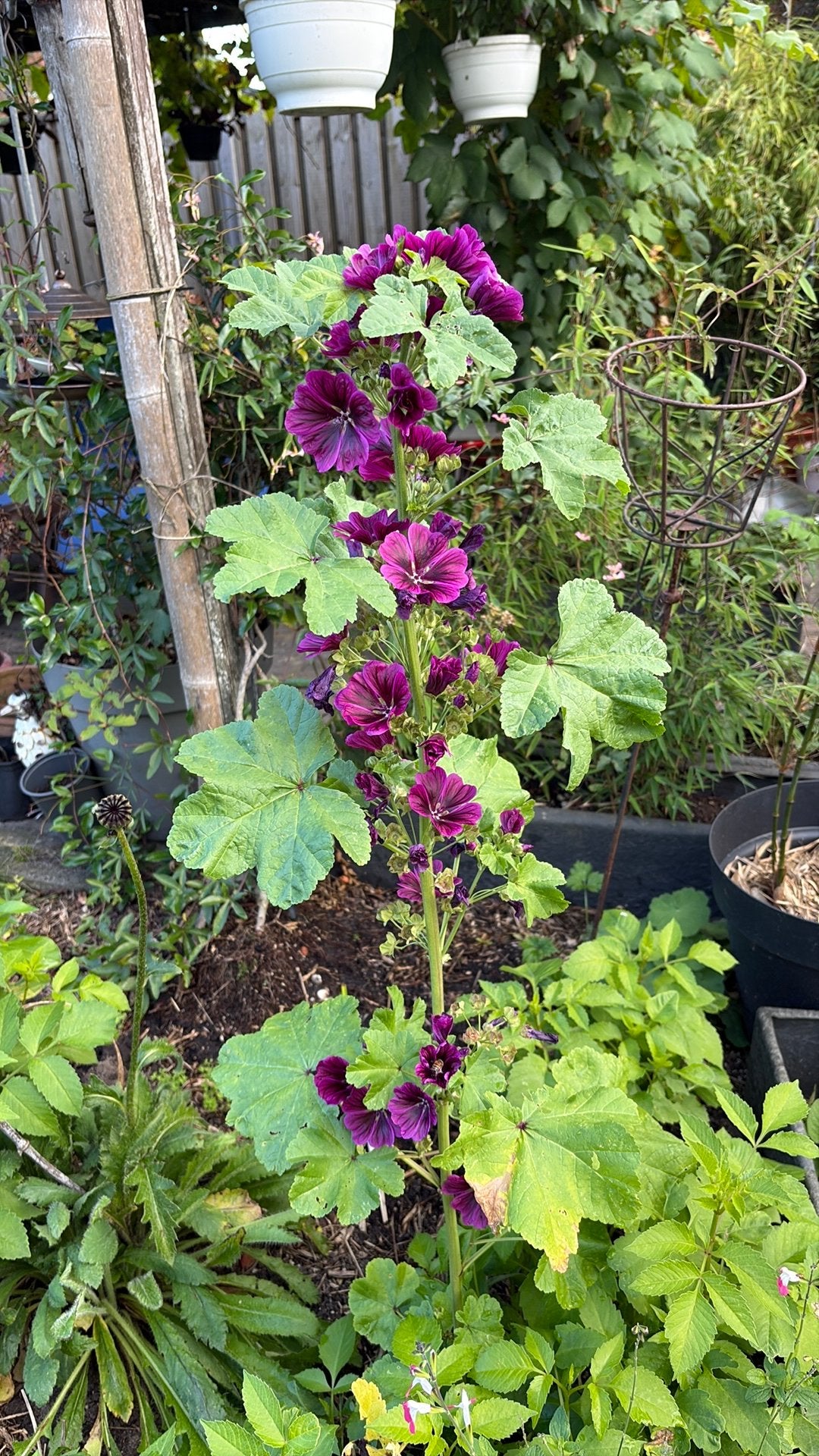 3x Groot kaasjeskruid (Malva) - Zonder kuip, Tuin en Terras, Volle zon, Vaste plant, Zomer, Ophalen