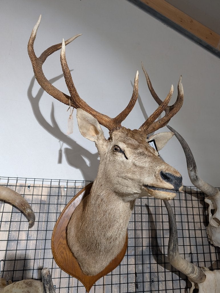 opgezet edelhert winkel borst preparaat hert taxidermie, Verzamelen, Dierenverzamelingen, Ophalen, Zo goed als nieuw, Hert, Opgezet dier