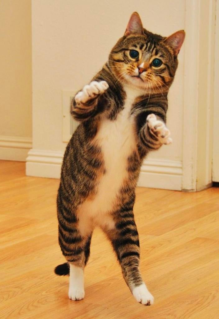 Kattenoppas in Rotterdam, Ophalen of Verzenden, Gebruikt