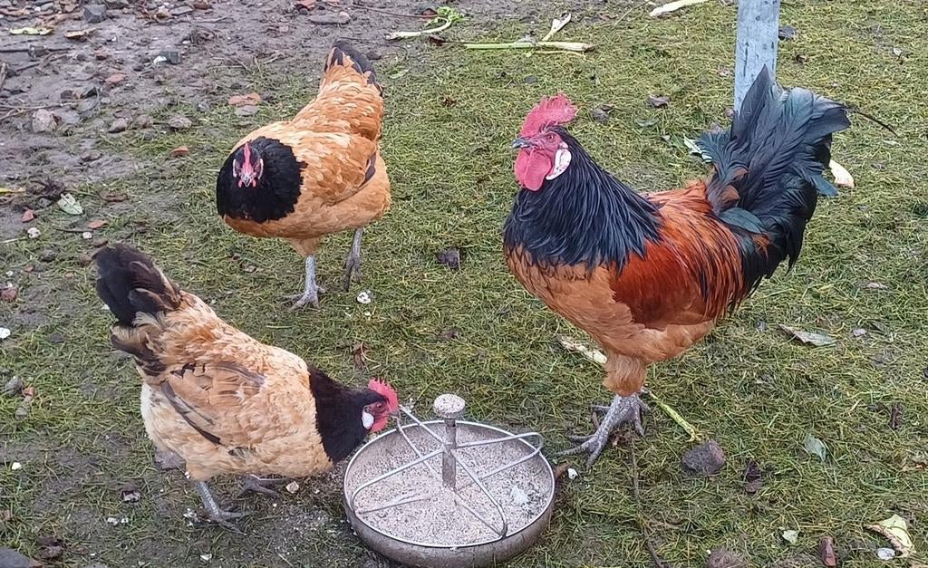 Mooie Vorwerk toom te koop, Dieren en Toebehoren, Pluimvee, Meerdere dieren, Kip