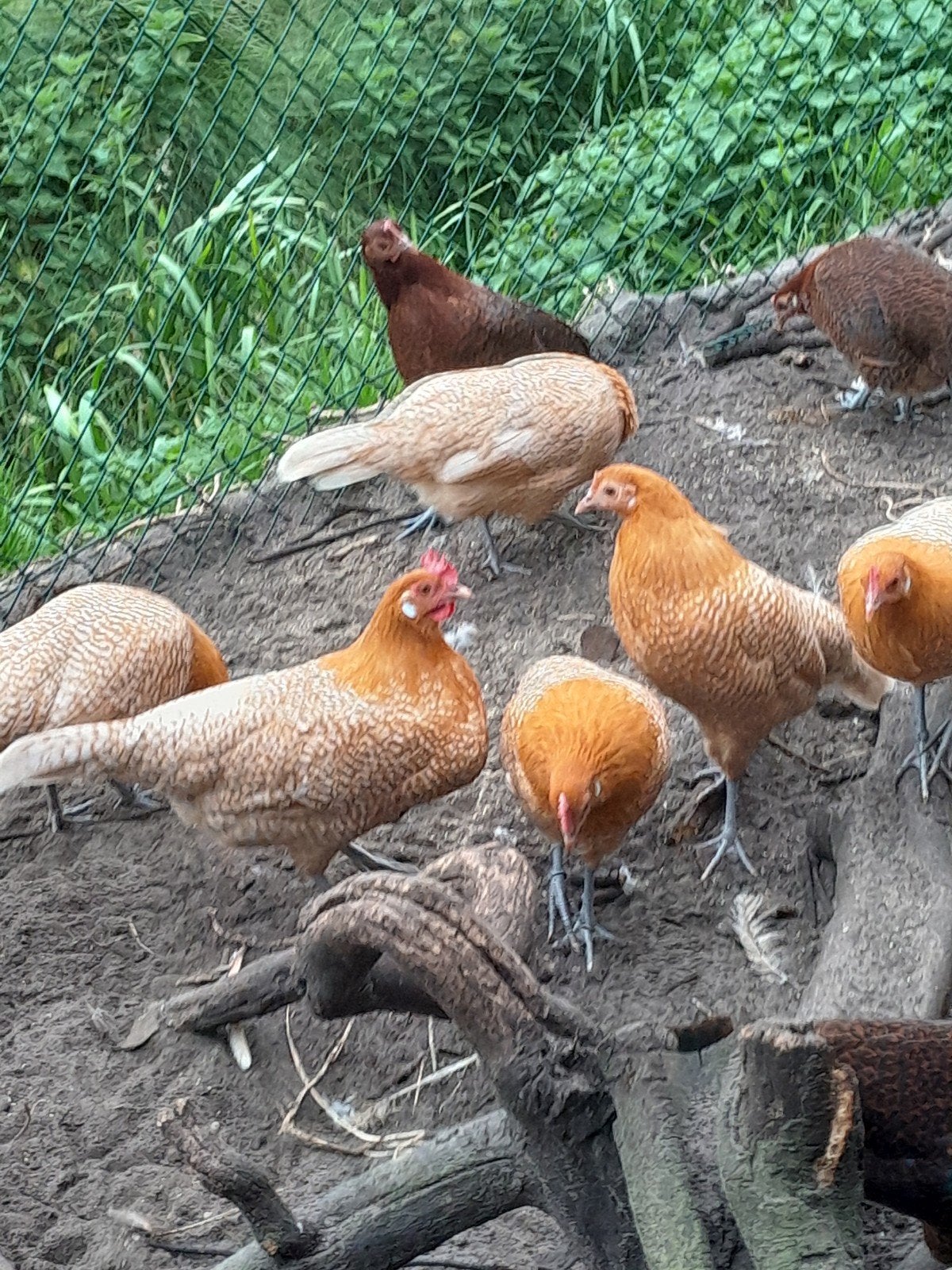 Fries Hoen roodpel en geelwitpel 1haan en 3 hennen, Dieren en Toebehoren, Meerdere dieren, Kip