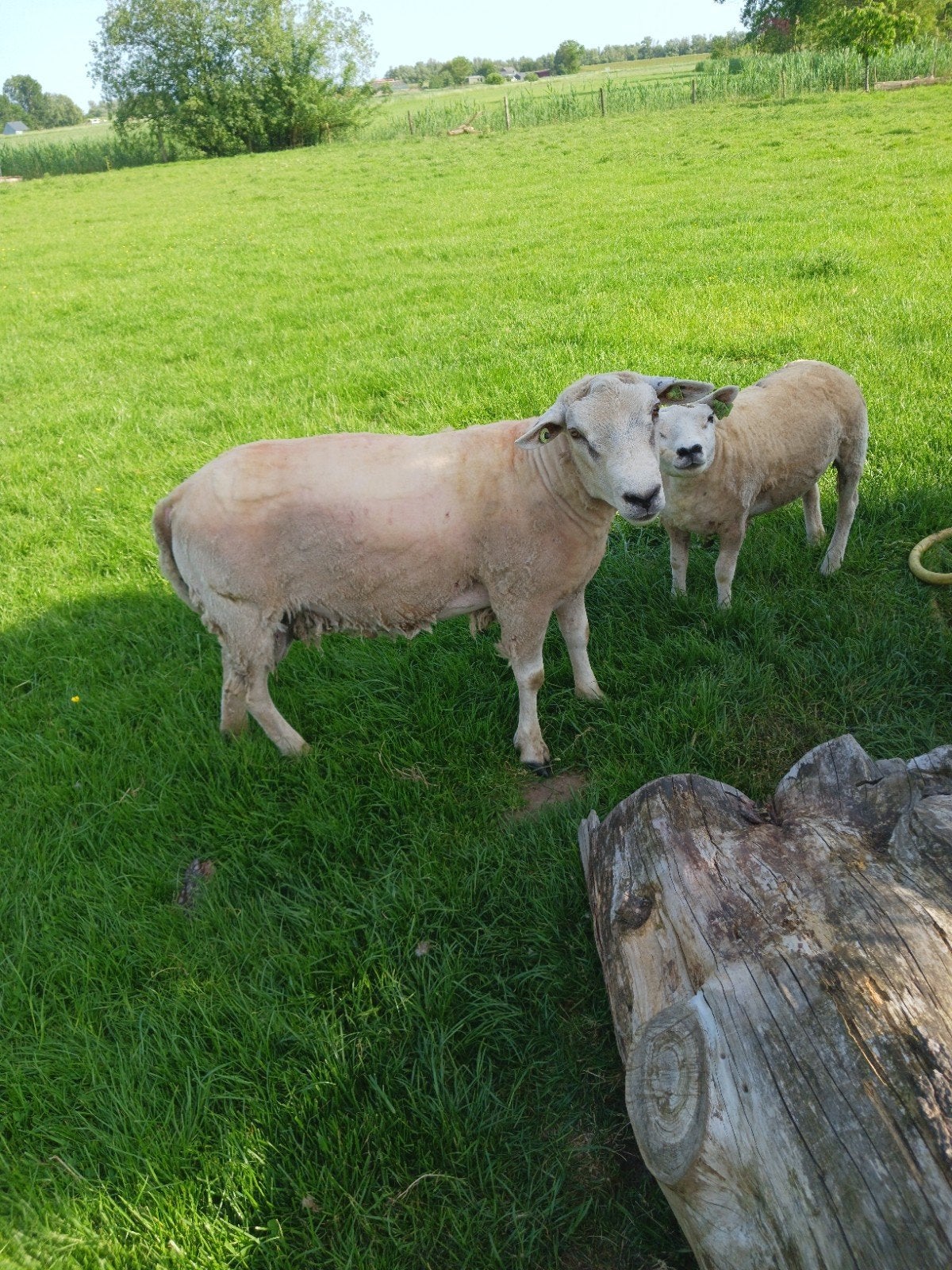 Matig mooie schapen ram net 1 jaar oud, Dieren en Toebehoren, Mannelijk, Schaap