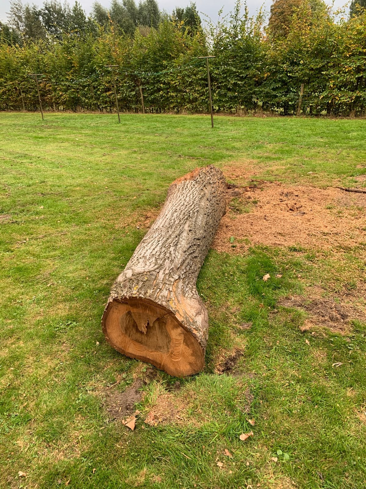 Notenhout stam - 60-50 cm doorsnee, Ophalen, Gebruikt, Overige typen, Overige houtsoorten