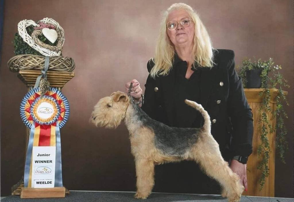 Lakeland Terrier reu 4,5 jaar, Fokker | Hobbymatig, Buitenland, Eén hond, CDV (hondenziekte)