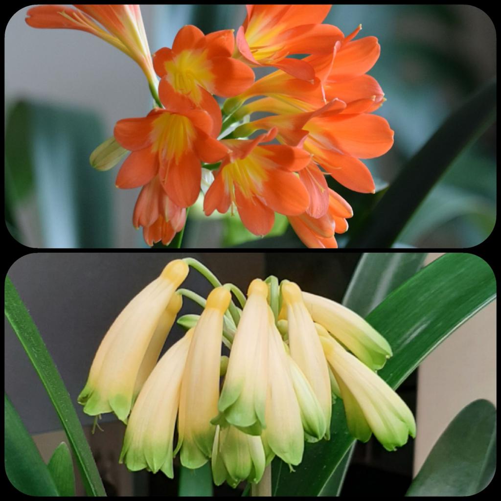 Clivia miniata Orange XL bloem x Gardinii Yellow/gr, Bloeiende kamerplant, Ophalen of Verzenden, Volledige schaduw, Minder dan 100 cm