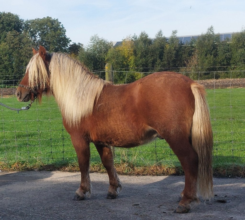 Diverse mooie jaarling Shetland, NSPS ponies, Dieren en Toebehoren, Met stamboom, Niet van toepassing, 0 tot 2 jaar, A pony (tot 1.17m)