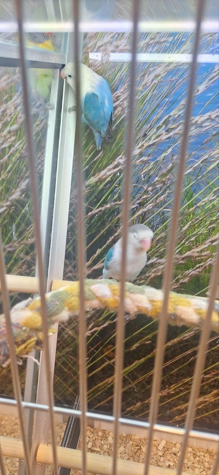 Agapornide fisheri, Geslacht onbekend, Dwergpapegaai of Agapornis, Geringd