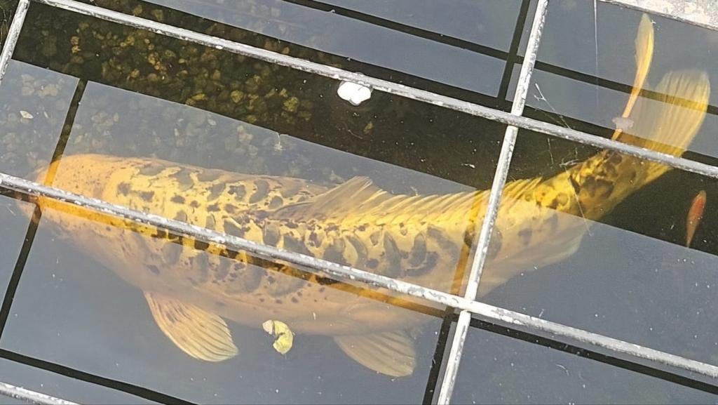 Koi karper, Karper of Koi