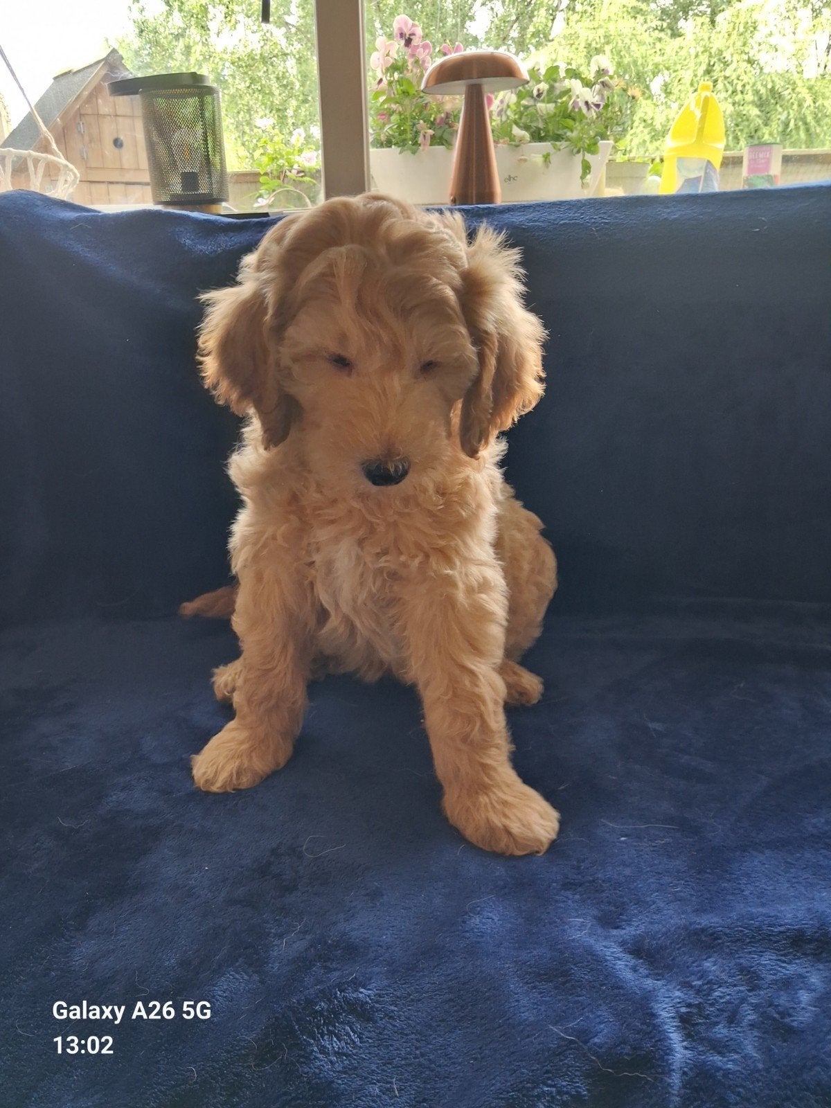 Angel en Stitch labradoodle  pupjes, mogen nu verhuizen., Overige rassen, Meerdere, Meerdere dieren, Nederland