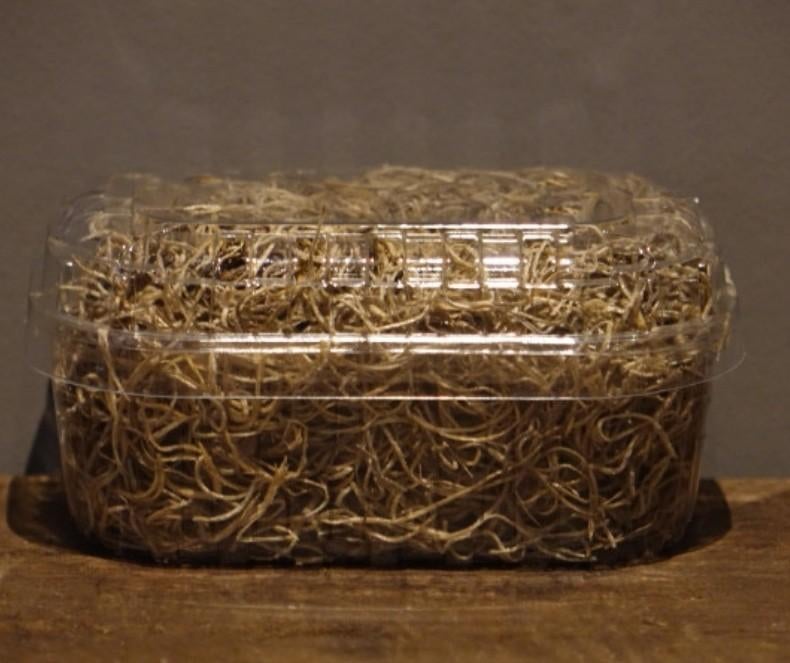 Bakjes Tillandsia €3,50 p.s., Ophalen of Verzenden, Nieuw