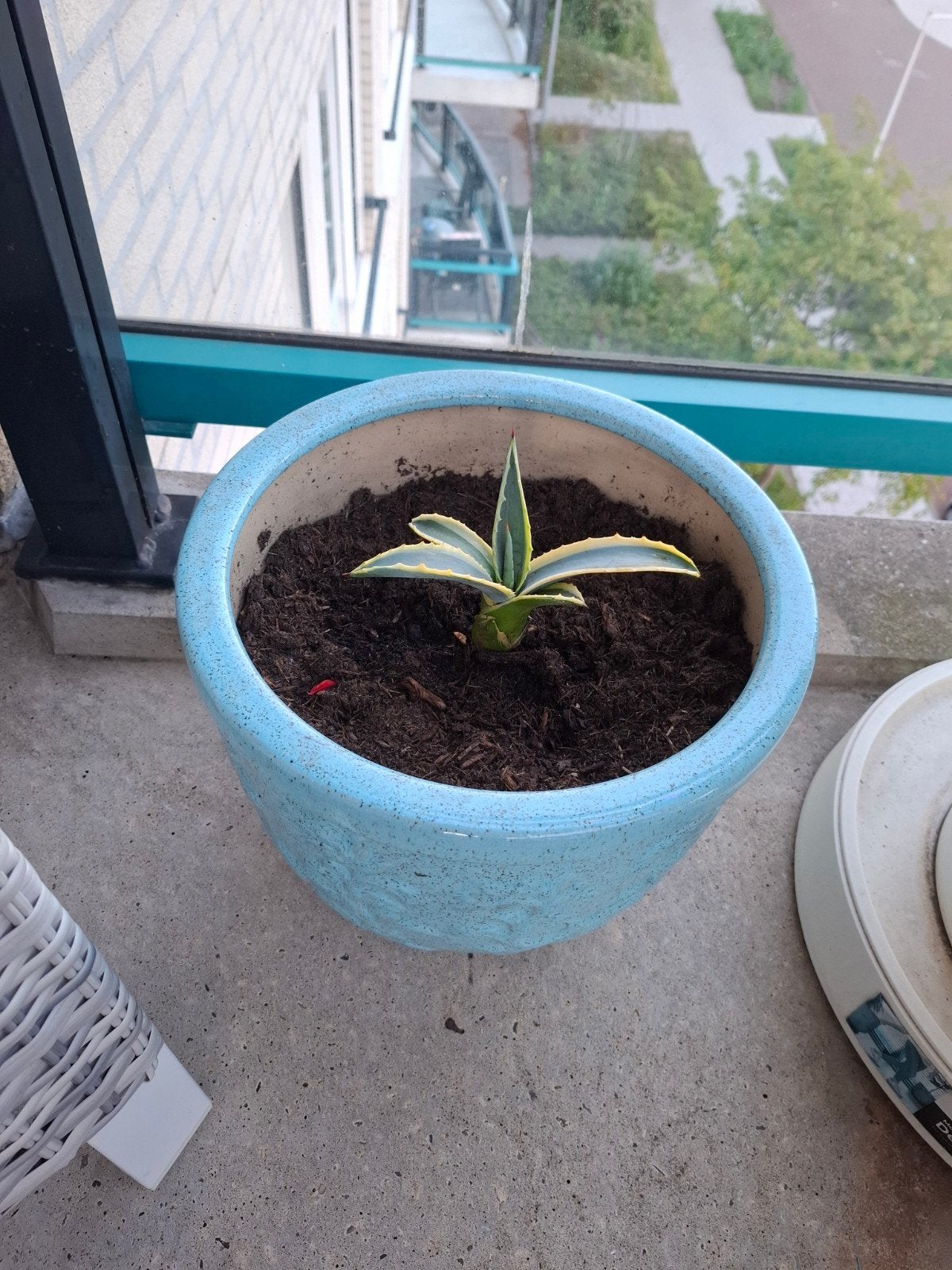 Te koop bonte agave met pot, Tuin en Terras, Ophalen, Bloeit niet, Overige soorten, Volle zon