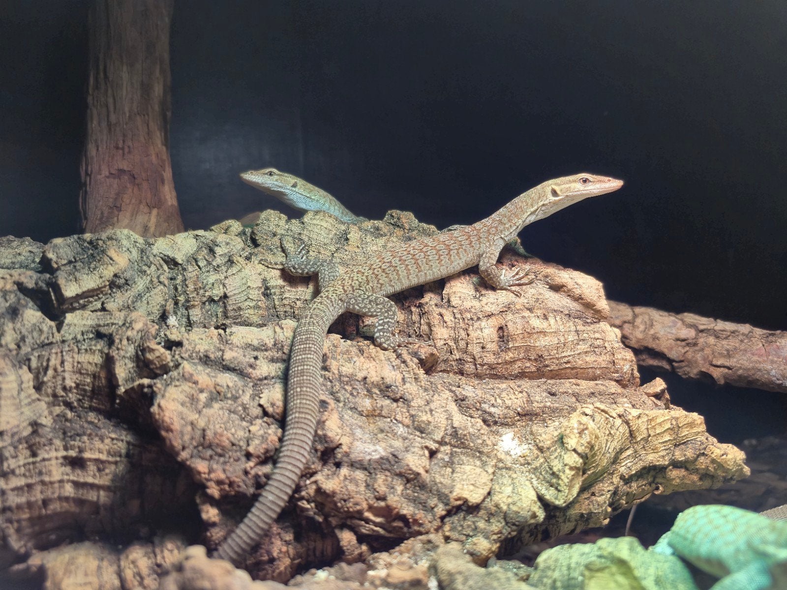 Varanus tristis oriëntalis 1.0 Nakweek 2025 Monitor Lizard - male for sale from Venom