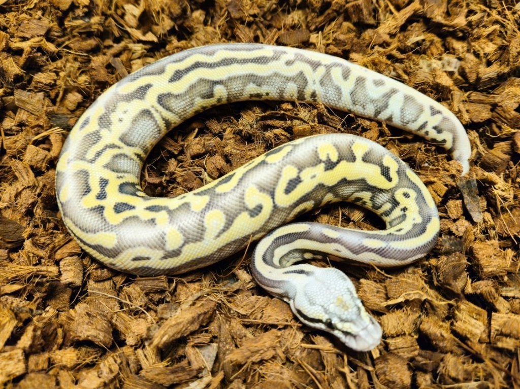 LAST MINUTE HOUTEN DEALS - Diverse koningspythons Ball Python photo 10