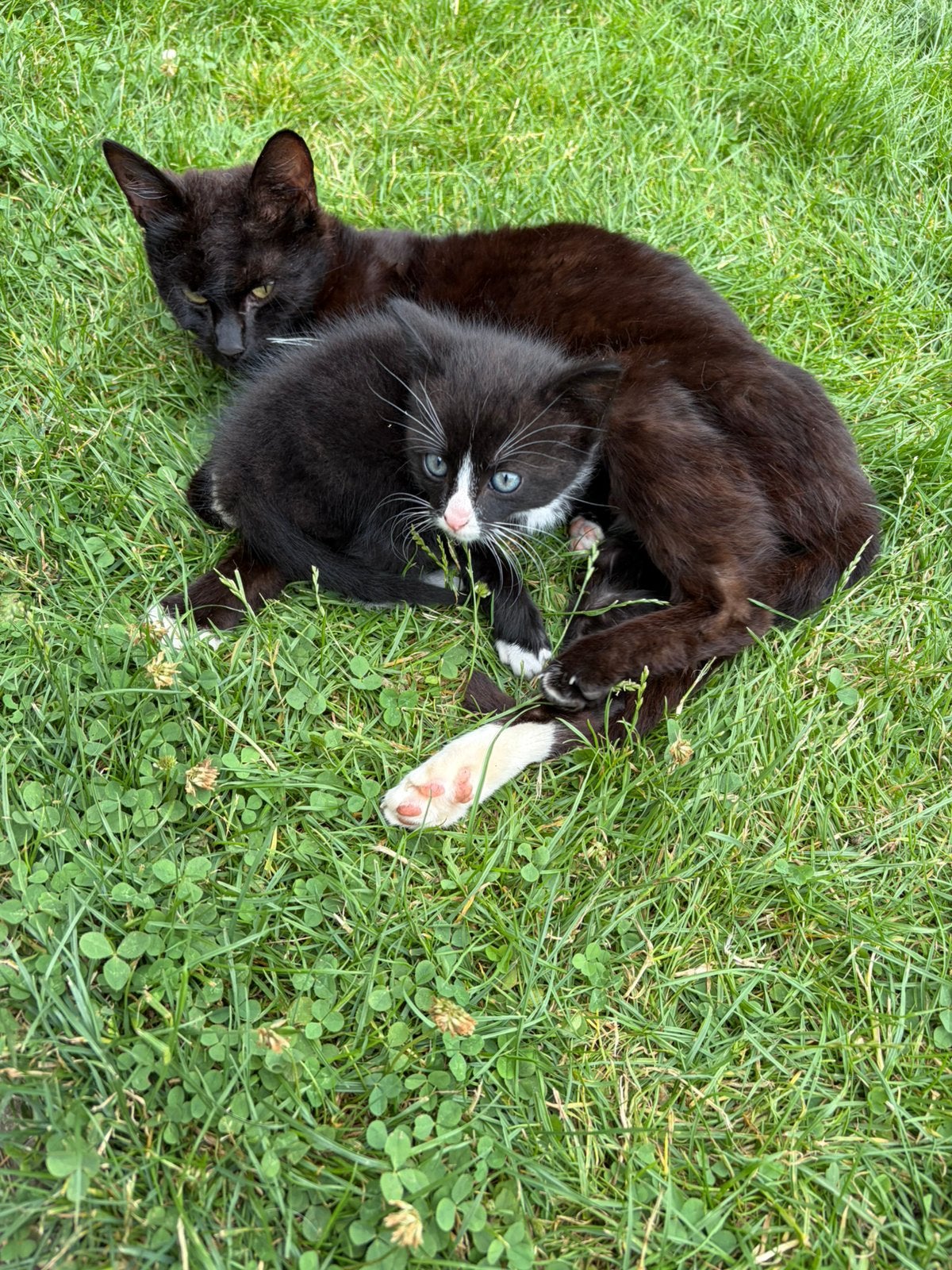Boerderij kitten katertje, Dieren en Toebehoren, Kater, Kortharig, 0 tot 2 jaar